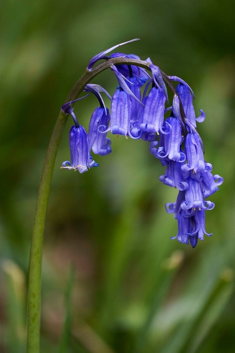 Hyacinthoides_non-scripta_(Common_Bluebell)